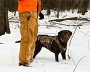 Einsatzmöglichkeiten der Jagdhunde beim Jagen im Wald