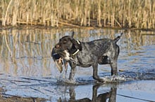 Grunddisziplinen Ableinen, Verharren und Freilassen - Jagdhund Ausbildungsplan Teil II