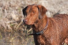 Kontakt mit Menschen sollte nicht verpasst werden - Jagdhund Ausbildungsplan