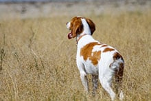 Korrekturen, Revieren an Prüfungen und Taktisches Vorgehen - Jagdhund Ausbildungsplan