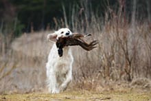 Stehen lassen, Hochsprung, Kletterwand und Weitsprung - Jagdhund Ausbildungsplan