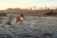 Suchen aus Neugierde und Fährte mit Gegenstand - Jagdhund Ausbildungsplan