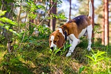 Unterordnung, Leinenführigkeit und Sportdisziplinen – Hundeausbildungsplan