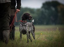 Was nicht zu einem Erziehungskurs gehört - Jagdhund Ausbildungsplan