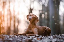 Öffentlichkeitsarbeit und Medien, warum Öffentlichkeitsarbeit - Jagdhund Ausbildungsplan